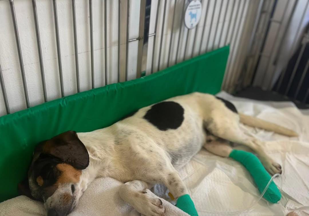  Pit segue internado após ser atingido por um golpe de machado